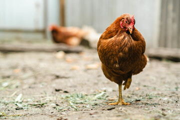 Chickens roam freely in a farmyard, pecking at the ground and interacting with each other under the warm sun. The setting creates a lively and natural atmosphere in the countryside.