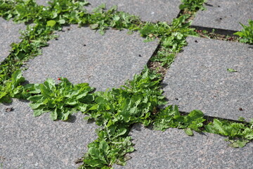 A circular arrangement of green plants on a sidewalk, perfect for outdoor events or public spaces