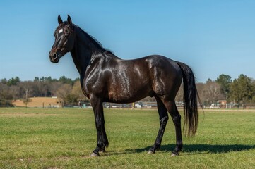 Obraz premium Dark Stallion in Enclosed Field