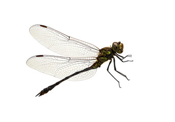 Detailed close-up of a dragonfly on a white background, showing its intricate wings and body, with sharp details and focus on its segmented abdomen and delicate structure.