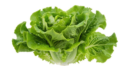 Isolated Lettuce