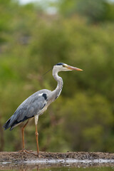 A grey heron standing at a waterhole with blurred green background, Greater Kruger.  
