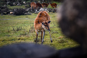 Antelope where are you