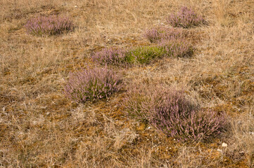 Heather growing in dry grassland in borken, germany