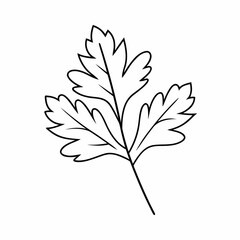 Parsley Leaf Vector Outline