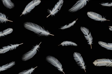 Elegant white feathers drifting against a dark backdrop, artistic arrangement, soft and airy floating plumes, abstract texture and natural vintage style