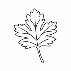 Parsley Leaf Vector Outline