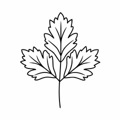 Parsley Leaf Vector Outline