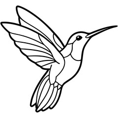Xantus Hummingbird Fine Line Drawing Design