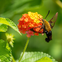 A hummingbird moth feeding on an orange and yellow lantana flower