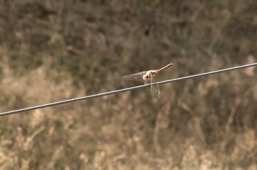 Dragonfly perching on a wire in north rhine-westphalia, germany