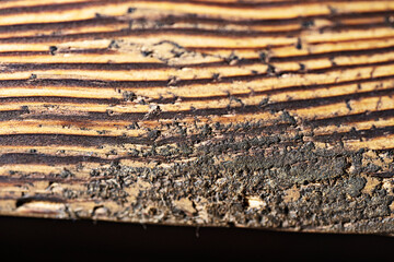 Closeup view of the intricate grain pattern of rustic hardwood surface. Wood texture background