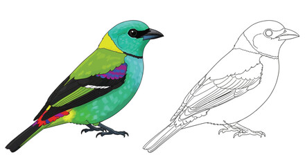 Fototapeta premium Detailed Paradise Tanager Coloring Sheet with a Colored and an Outline Design Version