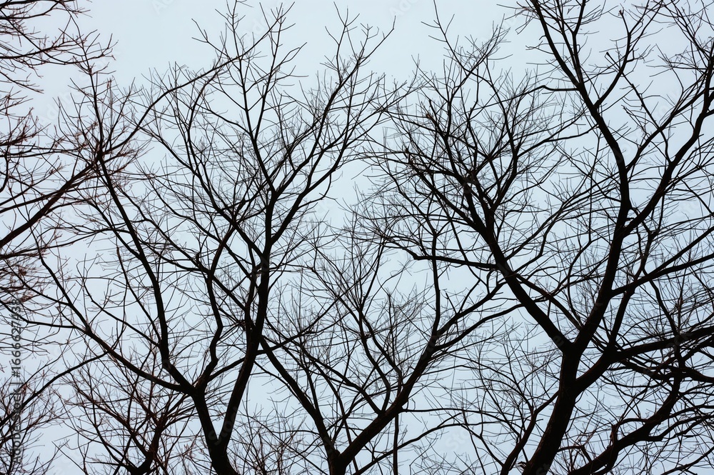 Poster Abstract background with tree branches