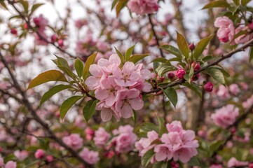 Fototapeta premium Blooming apple tree branch adorned with pink blossoms in springtime