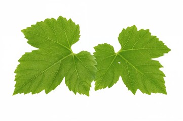 Isolated grapevine branch with leaves on a white backdrop