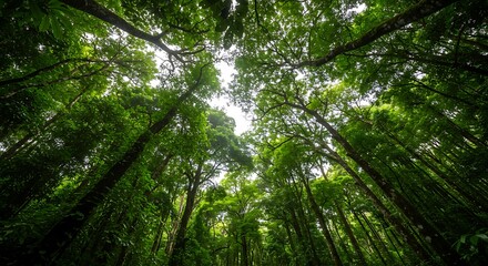 Fototapeta premium Looking up through lush green forest canopy towards the sky