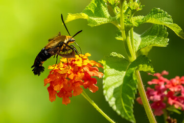 A hummingbird moth feeding on an orange and yellow lantana flower