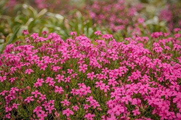Obraz premium Vibrant magenta groundcover flowers blossoming