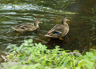 Two brown wild ducks swim from the shore into the depths of the river