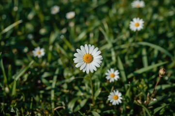 Background of chamomile blossoms in a lush garden setting