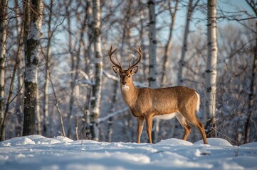 Obraz premium Gray Capreolus standing before winter forest trees