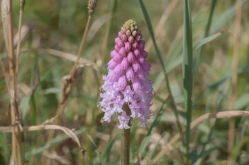 Herbaceous plant species from the Orchid family known as Dactylorhiza baltica