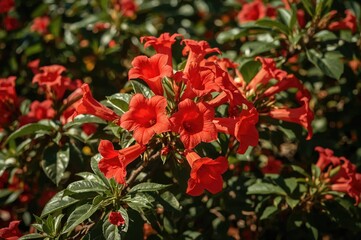 Campsis radicans species, commonly known as trumpet vine