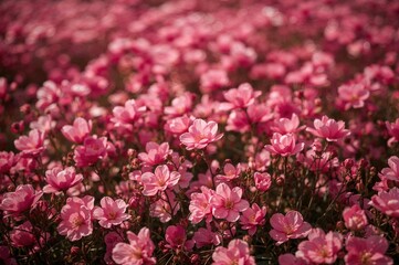 Fototapeta premium In the garden setting for background or wallpaper with space for text