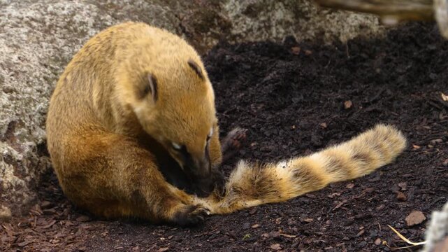 Close up of a coati mundi resting beside a rock and scratching his tail