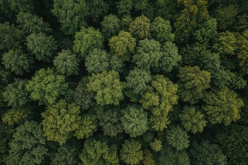 Naklejka premium Aerial view of lush summer woodland with mixed leafy trees under gentle lighting