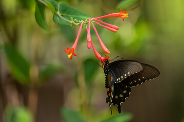A pipevine butterfly feeding on a pink flower