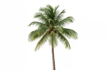 3D realistic palm tree rendering on a white backdrop in 2D illustration style