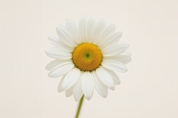 Close-up of chamomile blossoms on a plain backdrop. Herbal infusion theme.