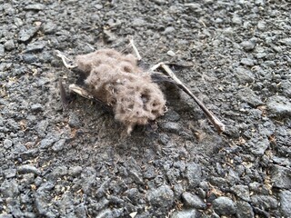Close-up of a decomposed bat carcass on asphalt ground, showing bones and decayed body,...