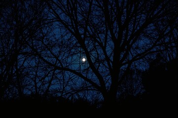 Silhouetted Trees Against the Evening Sky in a Natural Setting