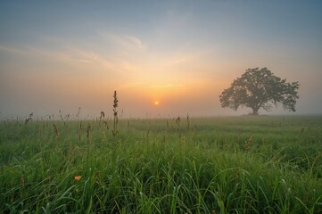 Fog-covered meadow scene at dawn or dusk with summer grass and trees