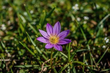 Fototapeta premium Beautiful spring blooms of pulsatile in forest and mountain areas