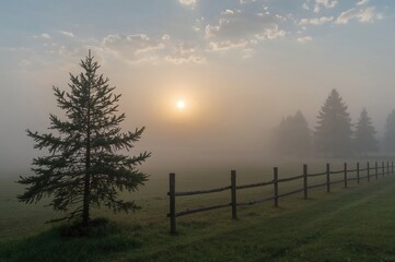 Obraz premium Foggy dawn over grassy field with lone pine beside old wooden barrier. Thick mist hides distant scenery while soft sunlight filters through.