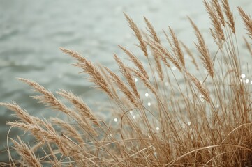 Fototapeta premium Withered plants floating on the surface of the water