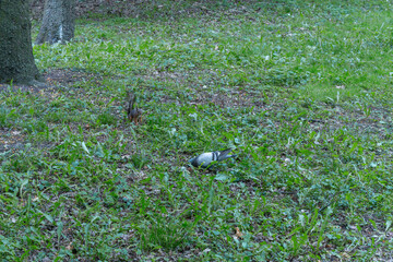 A Curious Squirrel And Pigeon Sharing A Moment In A Lush Green Park. Unexpected Encounter Of Urban...