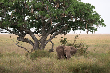 A single Elephant seeks solace from the African sun, under the shade of the Sausage tree, on the Serengeti, Tanzania