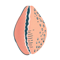 Cowrie Shell Illustration