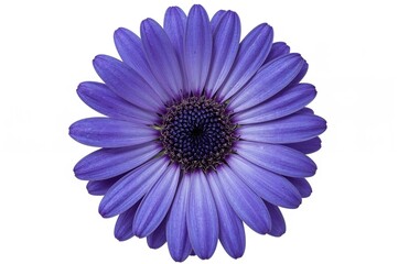 Obraz premium Isolated blue blossom on a white backdrop, ideal for creative projects.