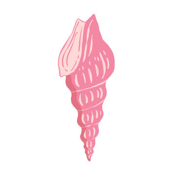 Pink Arabian Tibia Shell Illustration
