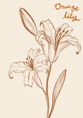 Hand Drawn Orange Lily Sketch Illustration