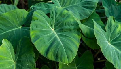 Taro Leaves Close-Up: A captivating close-up showcases vibrant green taro leaves, their heart-shaped forms and intricate vein patterns creating a sense of natural beauty and serenity.