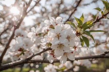 Obraz premium Gathering of plum blossoms for brunch