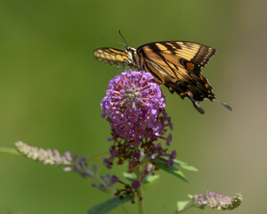 A male Eastern Tiger Swallowtail butterfly feeding on a flower