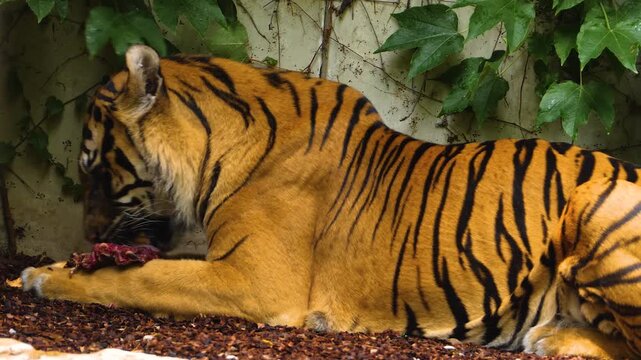 Close up of a tiger chewing on a bone on a suny day
